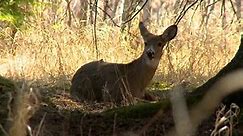 Pittsburgh seeks archers to help cull deer