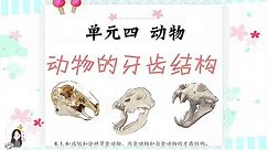 三年级 KSSR Semakan 科学 单元四 动物【动物的牙齿结构】