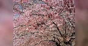 武陵農場櫻花季(最新花況、櫻花拍照穿著建議、必拍景點!)
