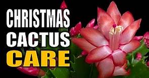 Christmas Cactus Care Tips, Blooming and Propagation