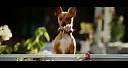 BEVERLY HILLS CHIHUAHUA Theatrical Trailer