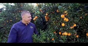 Redlands Foothill Groves Fresh and Local Citrus Oranges | Stater Bros. Markets