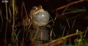 Natterjack Toads on Wales: Land of the Wild (2019)