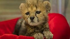 San Diego Zoo's Cheetah Cub Plays with ALL The Toys, Makes New Friends - CBS New York
