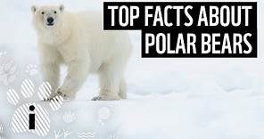 Top facts about polar bears | WWF