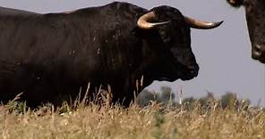 The bull, the most powerful animal and symbolic of the earth