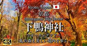 Shimogamo Shrine, a World Heritage Site in Kyoto, Japan | Beautiful Forest and Autumn Leaves [4K]