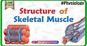 Structure of a skeletal muscle - Muscle Physiology Animations || USMLE videos