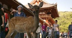 Nara Deer visit the temple - Japan: Earth's Enchanted Islands: Episode 1 Preview - BBC Two