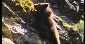The Bear Trailer 1989