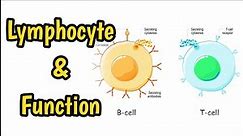 What Is Lymphocyte | Roles & Functions Of Lymphocyte |