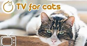 Cat TV - Best interactive bird footage to calm down and relax your cat!