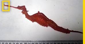 First Look: Rare Ruby Seadragon Filmed in the Wild | National Geographic