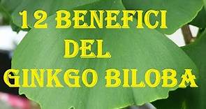 Ginkgo biloba 12 benefici più consigli e precauzioni d'uso ed assunzione albero di capelvenere