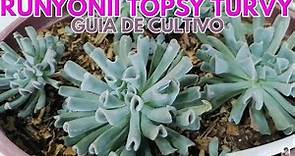 runyonii topsy turvy echeveria guía de cultivo y reproduccion CHUYITO JARDINERO