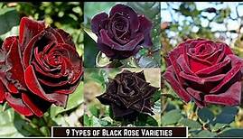 9 Types of Black Roses | Black Rose Varieties
