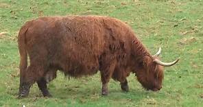 Las originales vacas escocesas