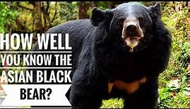 Asian black bear || Description, Characteristics and Facts!