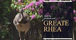 Greate Rhea [Rhea Americana]