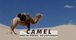 Camel | No Copyright Royalty Footage | Camel Animals | Copyright Free Video | Free Stock Footage