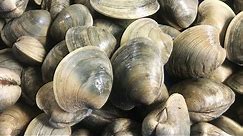 Catch & Cook Clams - Shelling & Clamming on Deserted Island in Outer Banks NC - Clam PoBoy Recipe