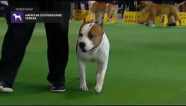 American Staffordshire Terriers | Breed Judging 2019