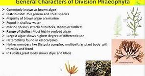 Phaeophyta Algae General Characters/Range of thallus/Reproduction/Life Cycle of brown Algae