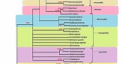 Gammaproteobacteria - Examples, Phylogeny, and Classification