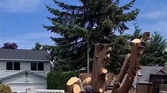Stump Grinding services #stumpgrinding #bigjob #safety | Anytime Tree Services