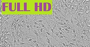 Espermatozoides en el microscópio Full HD - Curiosidades