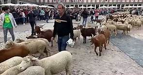 Las ovejas tomas el centro de Madrid en la XXIX Fiesta de la Trashumancia