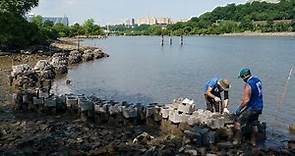 The Living Shoreline: New York Restoration Project