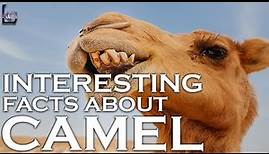 9 Fascinating Facts About Camels | Bright Lab | Desert | Camel |