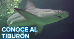 Cómo viven los tiburones | Vídeos de animales para niños