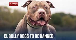 XL Bully dogs to be banned in England & Wales