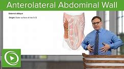 Anterolateral Abdominal Wall – Anatomy | Lecturio
