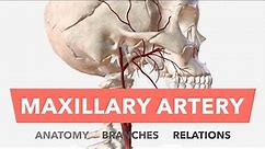Maxillary Artery - Anatomy, Branches & Relations + Mnemonic