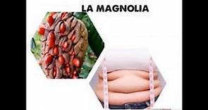 La Magnolia y sus beneficios