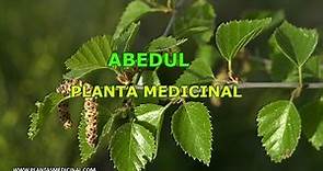 Abedul - Propiedades y Beneficios - Planta Medicinal