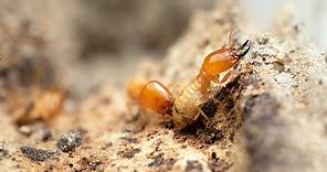 Termites in Texas: Where They Live & How to Get Rid of Them