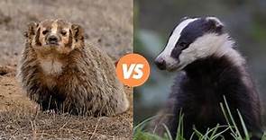 American Badger Vs European badger