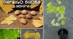 Come SEMINARE il GINKGO BILOBA - il primo video in Italiano sulla semina del Ginkgo