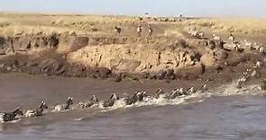 Wildebeest Migration crosses the Mara River