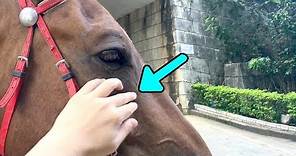 Horse Whispering (Beginner Horse Whisperer)
