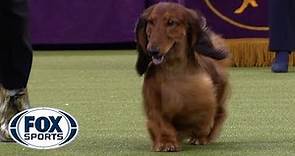 Group judging for the Hound Group at the 2019 Westminster Kennel Club Dog Show | FOX SPORTS