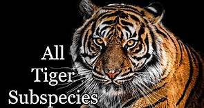 All Nine Tiger Subspecies - The Year of the Tiger
