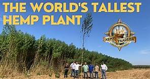 The World's Tallest Hemp Plant
