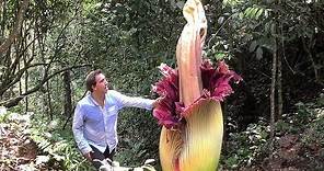 World's BIGGEST Flowers! (World's Most Spectacular Plants episode 2 of 14)