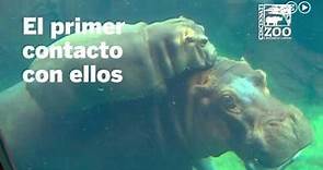 Un hipopótamo bebé vuelve a juntarse con sus padres | Viral