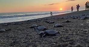 Este 16 de junio se conmemora el Día Mundial de las Tortugas Marinas
